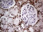 WHSC1L1 Antibody in Immunohistochemistry (Paraffin) (IHC (P))