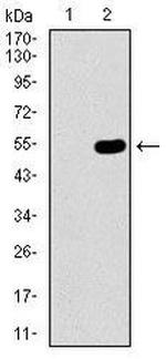 WHSC2 Antibody in Western Blot (WB)