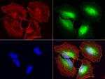 WIBG Antibody in Immunocytochemistry (ICC/IF)