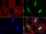 WIBG Antibody in Immunocytochemistry (ICC/IF)