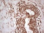 WIBG Antibody in Immunohistochemistry (Paraffin) (IHC (P))