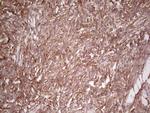 WIBG Antibody in Immunohistochemistry (Paraffin) (IHC (P))