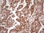 WIBG Antibody in Immunohistochemistry (Paraffin) (IHC (P))