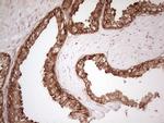 WIBG Antibody in Immunohistochemistry (Paraffin) (IHC (P))