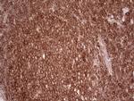 WIBG Antibody in Immunohistochemistry (Paraffin) (IHC (P))