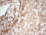 WIBG Antibody in Immunohistochemistry (Paraffin) (IHC (P))