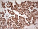 WIBG Antibody in Immunohistochemistry (Paraffin) (IHC (P))