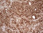 WIBG Antibody in Immunohistochemistry (Paraffin) (IHC (P))