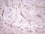 WIBG Antibody in Immunohistochemistry (Paraffin) (IHC (P))