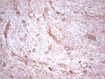 WIBG Antibody in Immunohistochemistry (Paraffin) (IHC (P))