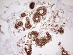 WIBG Antibody in Immunohistochemistry (Paraffin) (IHC (P))