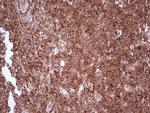 WIBG Antibody in Immunohistochemistry (Paraffin) (IHC (P))