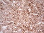 WIBG Antibody in Immunohistochemistry (Paraffin) (IHC (P))