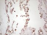 WIBG Antibody in Immunohistochemistry (Paraffin) (IHC (P))