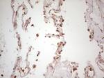 WIBG Antibody in Immunohistochemistry (Paraffin) (IHC (P))