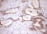 WIBG Antibody in Immunohistochemistry (Paraffin) (IHC (P))