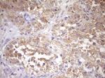 WIBG Antibody in Immunohistochemistry (Paraffin) (IHC (P))