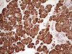 WIBG Antibody in Immunohistochemistry (Paraffin) (IHC (P))