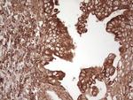 WIBG Antibody in Immunohistochemistry (Paraffin) (IHC (P))