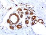 WIBG Antibody in Immunohistochemistry (Paraffin) (IHC (P))