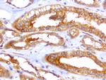 WIBG Antibody in Immunohistochemistry (Paraffin) (IHC (P))