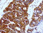 WIBG Antibody in Immunohistochemistry (Paraffin) (IHC (P))