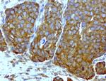 WIBG Antibody in Immunohistochemistry (Paraffin) (IHC (P))