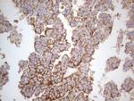 WIBG Antibody in Immunohistochemistry (Paraffin) (IHC (P))