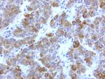 WIBG Antibody in Immunohistochemistry (Paraffin) (IHC (P))