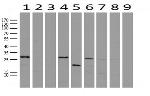 WIBG Antibody in Western Blot (WB)