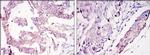 WIF1 Antibody in Immunohistochemistry (Paraffin) (IHC (P))