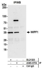 WIPF1 Antibody in Western Blot (WB)