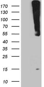 WIPI1 Antibody in Western Blot (WB)