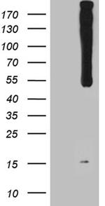 WIPI1 Antibody in Western Blot (WB)