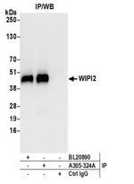 WIPI2 Antibody in Western Blot (WB)