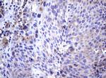 WNT3 Antibody in Immunohistochemistry (Paraffin) (IHC (P))