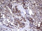 WNT3 Antibody in Immunohistochemistry (Paraffin) (IHC (P))