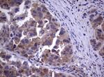 WNT3 Antibody in Immunohistochemistry (Paraffin) (IHC (P))