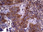 WNT3 Antibody in Immunohistochemistry (Paraffin) (IHC (P))