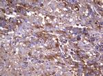 WNT3 Antibody in Immunohistochemistry (Paraffin) (IHC (P))