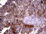 WNT3 Antibody in Immunohistochemistry (Paraffin) (IHC (P))