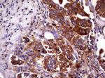 WNT3 Antibody in Immunohistochemistry (Paraffin) (IHC (P))