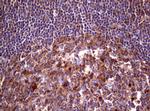 WNT3 Antibody in Immunohistochemistry (Paraffin) (IHC (P))