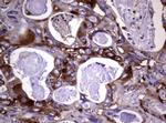 WNT3 Antibody in Immunohistochemistry (Paraffin) (IHC (P))