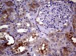 WNT3 Antibody in Immunohistochemistry (Paraffin) (IHC (P))