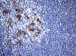 WNT3 Antibody in Immunohistochemistry (Paraffin) (IHC (P))