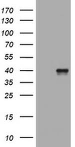 WNT3 Antibody in Western Blot (WB)