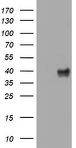 WNT3 Antibody in Western Blot (WB)