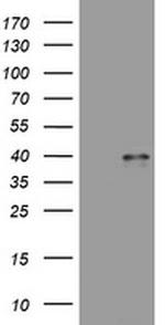 WNT3 Antibody in Western Blot (WB)