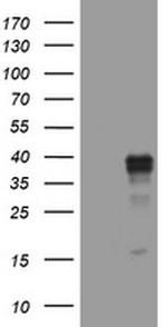 WNT3 Antibody in Western Blot (WB)